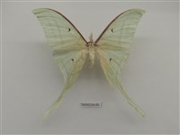 藏品(長尾水青蛾)的圖片